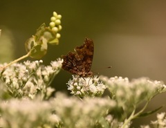 Polygonia comma