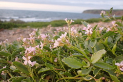 Cakile maritima