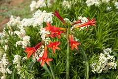 Zephyranthes phycelloides