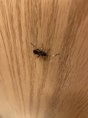 Cratichneumon