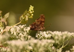 Polygonia comma