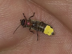 Photinus signaticollis