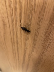 Cratichneumon