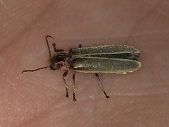 Photinus signaticollis