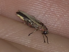 Photinus signaticollis