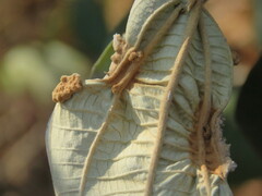 Ditylenchus gallaeformans