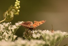 Polygonia comma