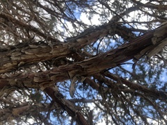 Juniperus scopulorum