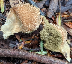 Lycoperdon echinatum