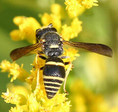 Euodynerus foraminatus