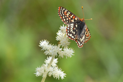 Euphydryas