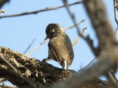 Picumnus albosquamatus