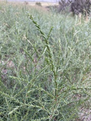 Salsola collina