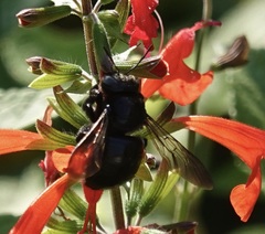 Xylocopa micans