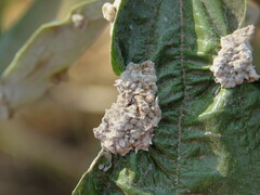 Ditylenchus gallaeformans