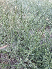 Salsola collina
