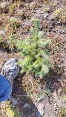 Picea engelmannii