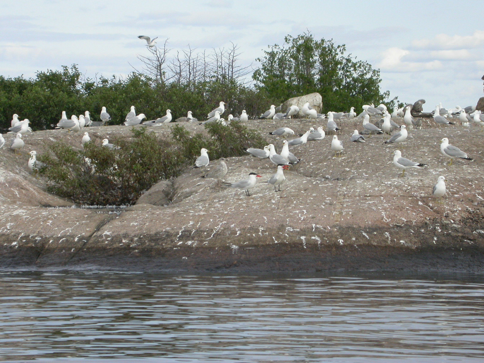 Ring-billed Gull