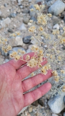 Pseudognaphalium microcephalum