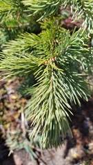 Picea engelmannii