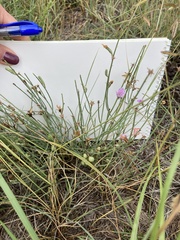 Stephanomeria pauciflora