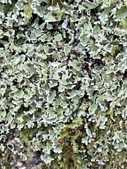 Cladonia apodocarpa