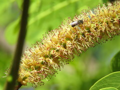 Stryphnodendron adstringens
