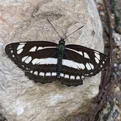 Neptis mahendra