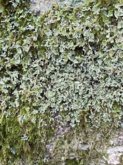 Cladonia apodocarpa