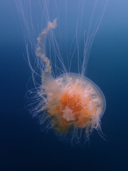 Phacellophora camtschatica