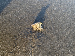Emerita analoga