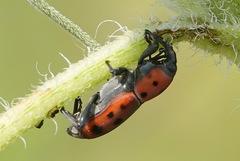 Rhodobaenus tredecimpunctatus