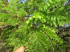 Stryphnodendron adstringens