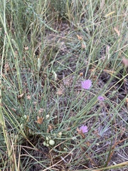 Stephanomeria pauciflora