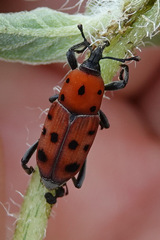 Rhodobaenus tredecimpunctatus