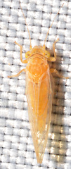 Cacopsylla annulata