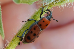 Rhodobaenus tredecimpunctatus