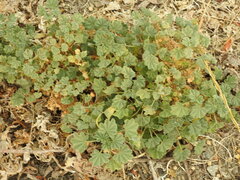 Malvella leprosa