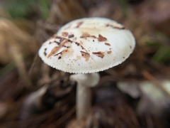 Amanita multisquamosa