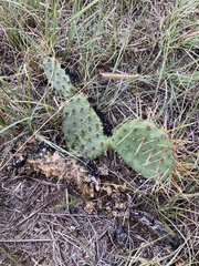 Opuntia phaeacantha