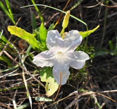Ruellia metziae