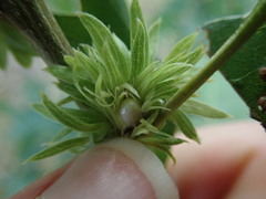 Andricus quercusfrondosus