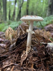 Amanita multisquamosa
