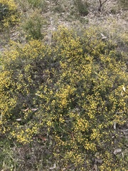 Acacia brownii