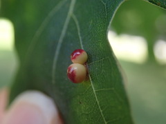 Zopheroteras sphaerula