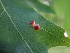 Zopheroteras sphaerula