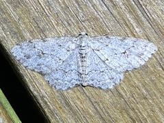 Ectropis crepuscularia