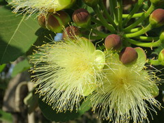 Caryocar brasiliense