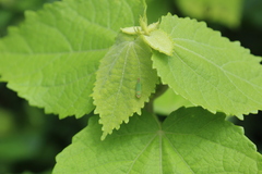 Cicadellinae