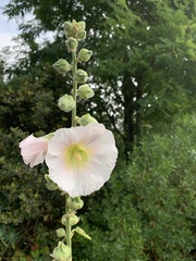 Alcea rosea